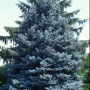 Eglė dygioji (Picea pungens) 'Erich Frahm'